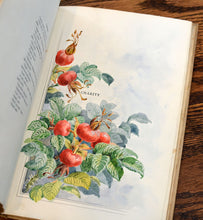 Load image into Gallery viewer, [Extra Illustrated with Original Watercolors] The Death of Oenone
